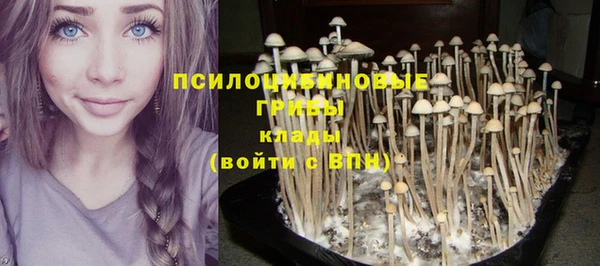 крисы Аркадак